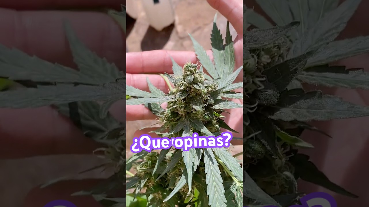 Autoflorecientes exterior #plants #shortsfeed #outdoors #cultivo