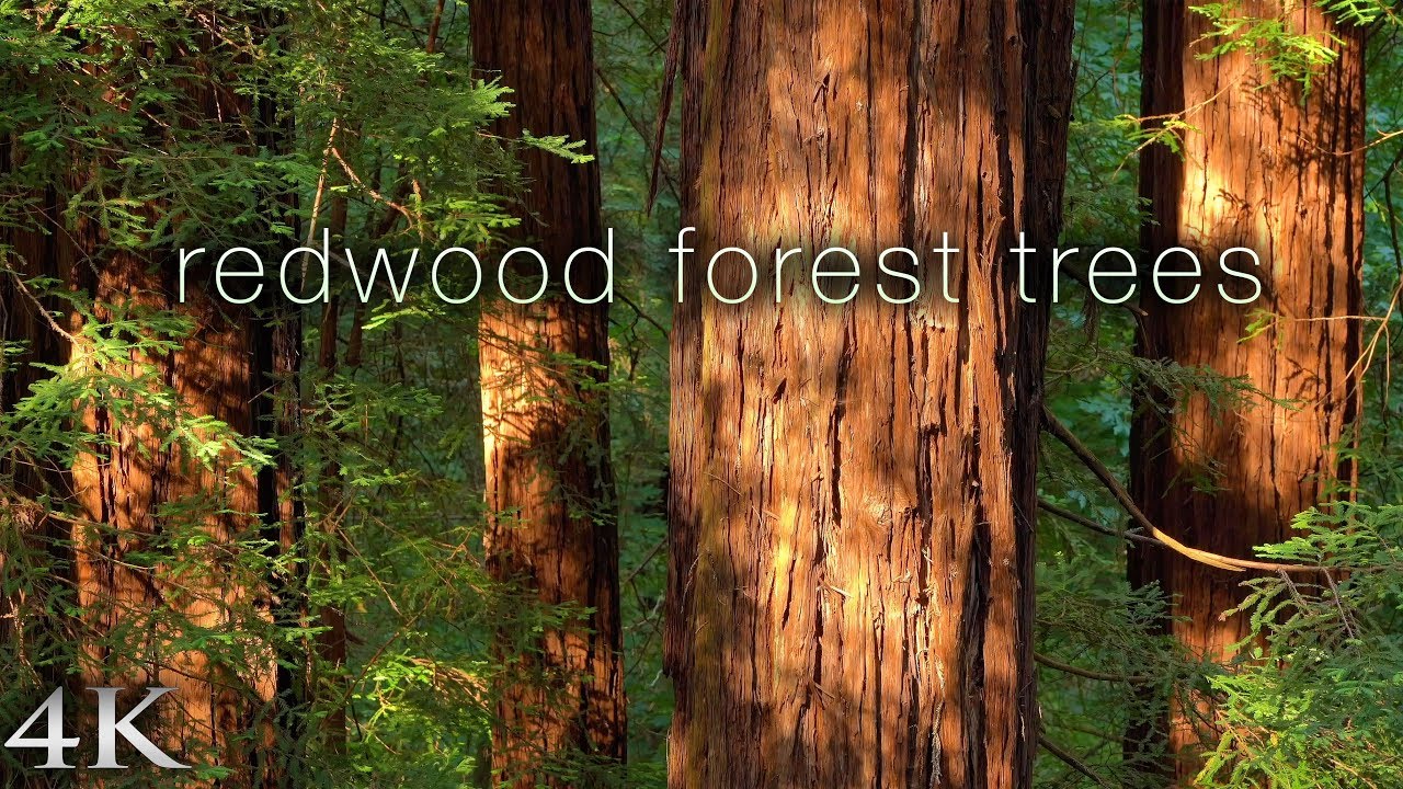 4K Redwood Forest Trees 1 HR Nature Relaxation&trade; Static Scene from California