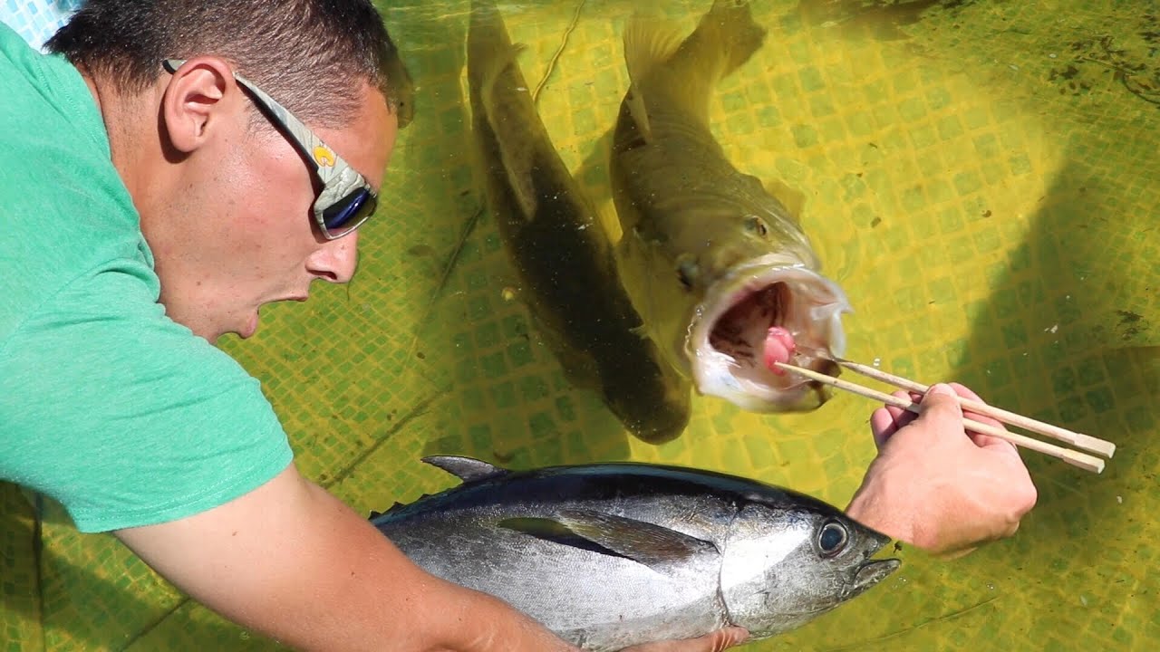 JAWS VS TUNA Expensive Fish Battle In AQUARIUM!