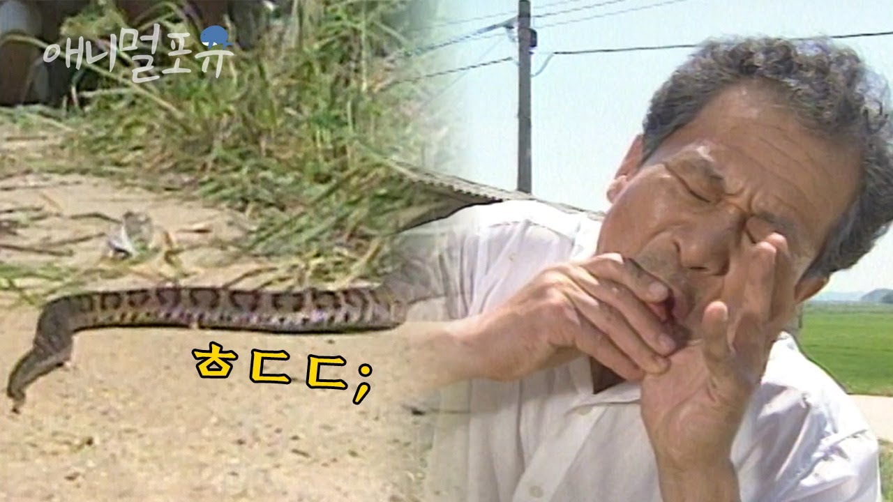 뱀의 기습 공격?! 잡초 제거 중이던 할아버지 손가락을 물어버린 독을 잔뜩 품은 살모사 ㄷㄷ;; | KBS 긴급구조 119 961001 방송
