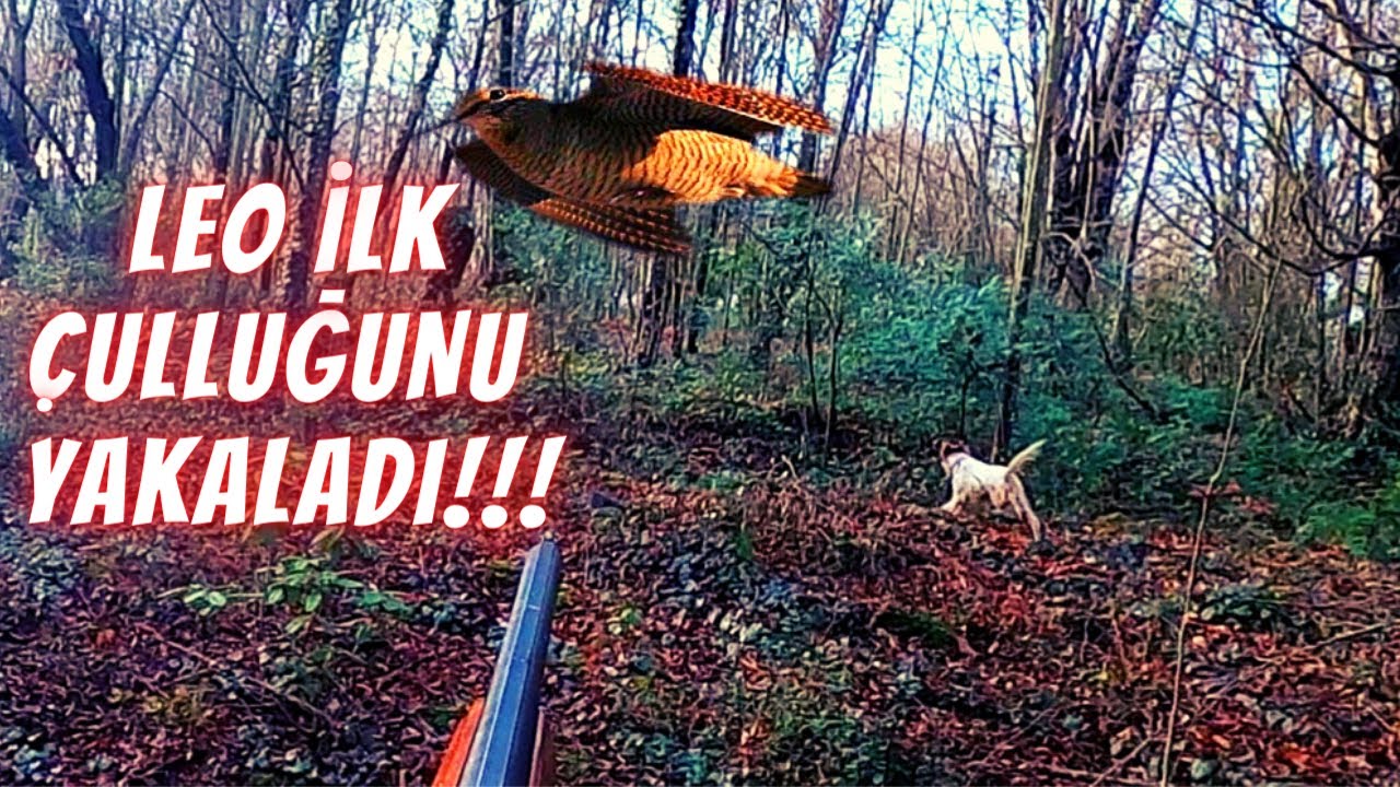 Çulluk Avı | Köpeğim Ava Alışıyor | Hunting Woodcock