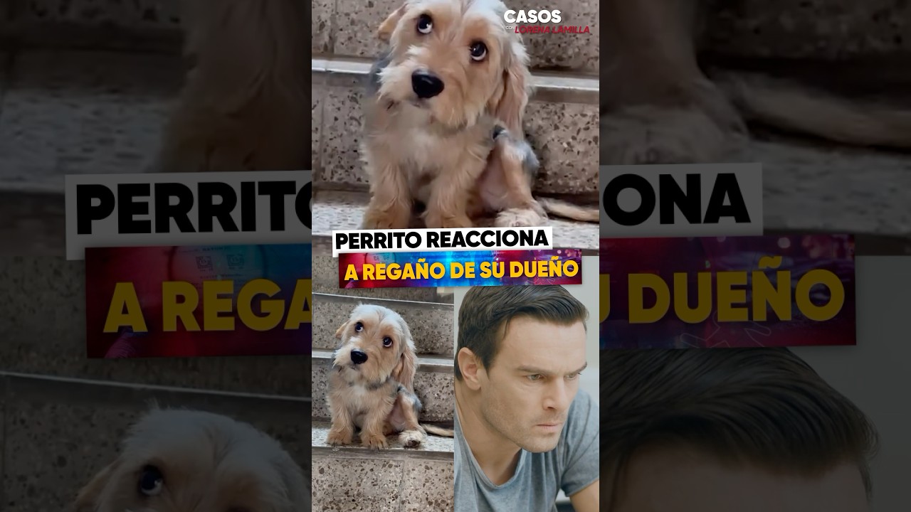 Perrito reacciona a rega&ntilde;o de su due&ntilde;o.