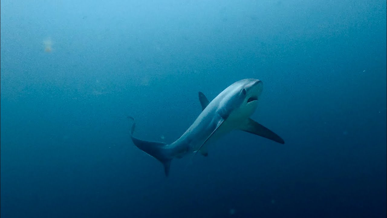 Malapascua — Rise of the Thresher Sharks