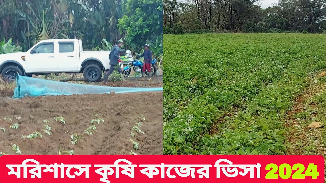 মরিশাসে কৃষি কাজের ভিসা 2024 | অনেক কম খরচে মরিশাস ভিসা করে থাকেন | Mauritius Bangla New 🇲🇺