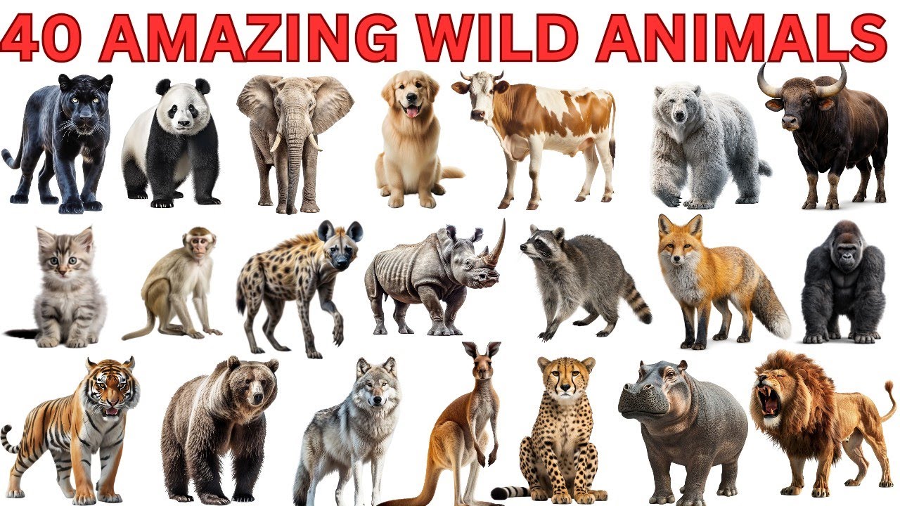 40 Wild Animals Names for Kids | जंगली जानवरों के नाम | Animals with Pictures & Sound