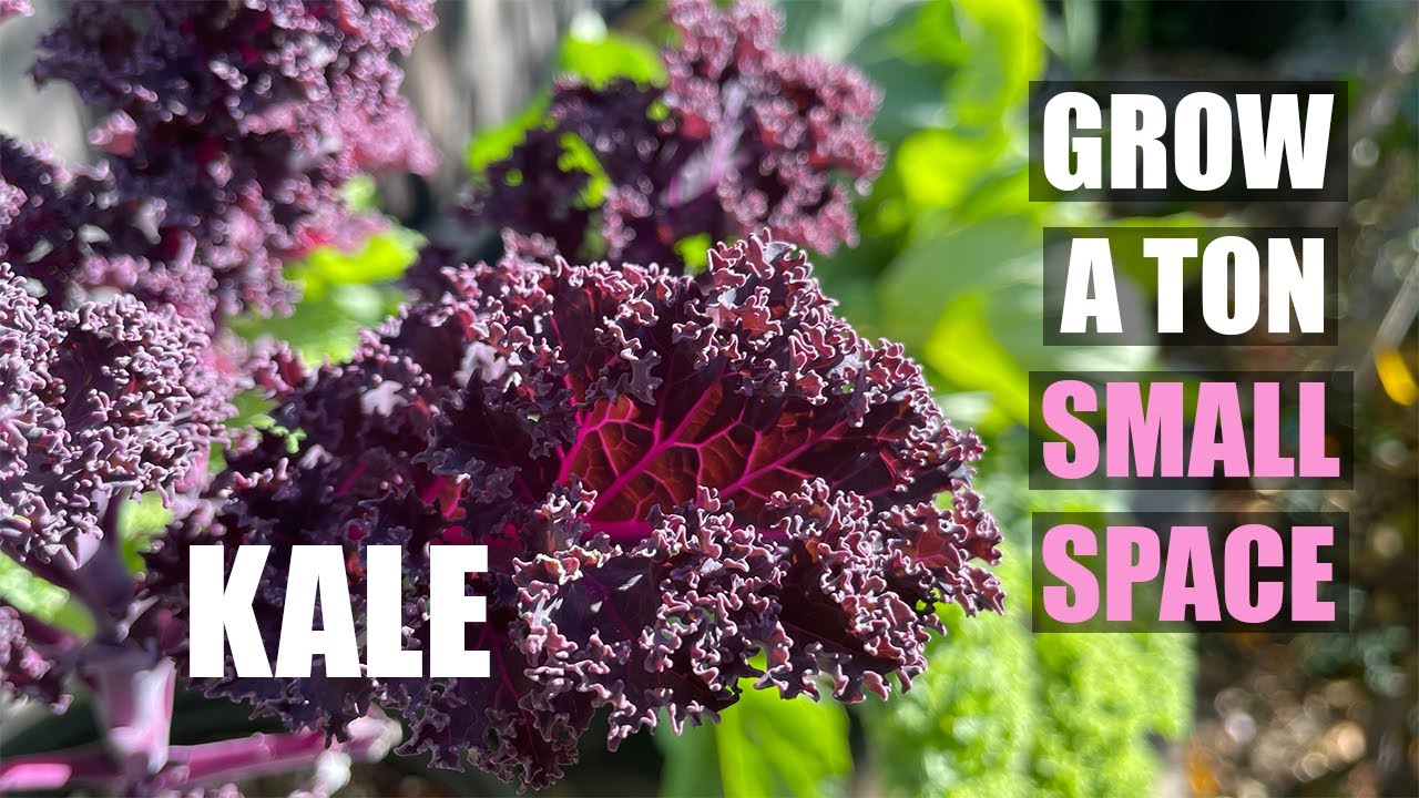 How to Grow a TON of KALE in a SMALL SPACE | Container garden or In-ground TIPS & TRICKS