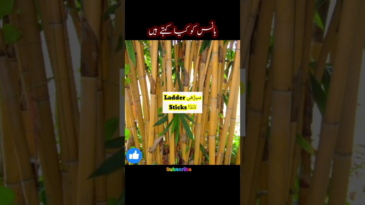bamboo scientific name |بانس کو کیا کہتے ہیں|#bamboo #bambooplant #goldenbambo #viral #shorts #short