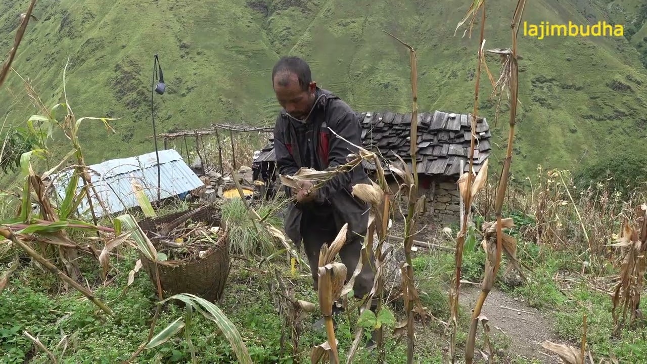 The Beauty and Challenges of Himalayan Life: A Day in the Family || lajimbudha ||