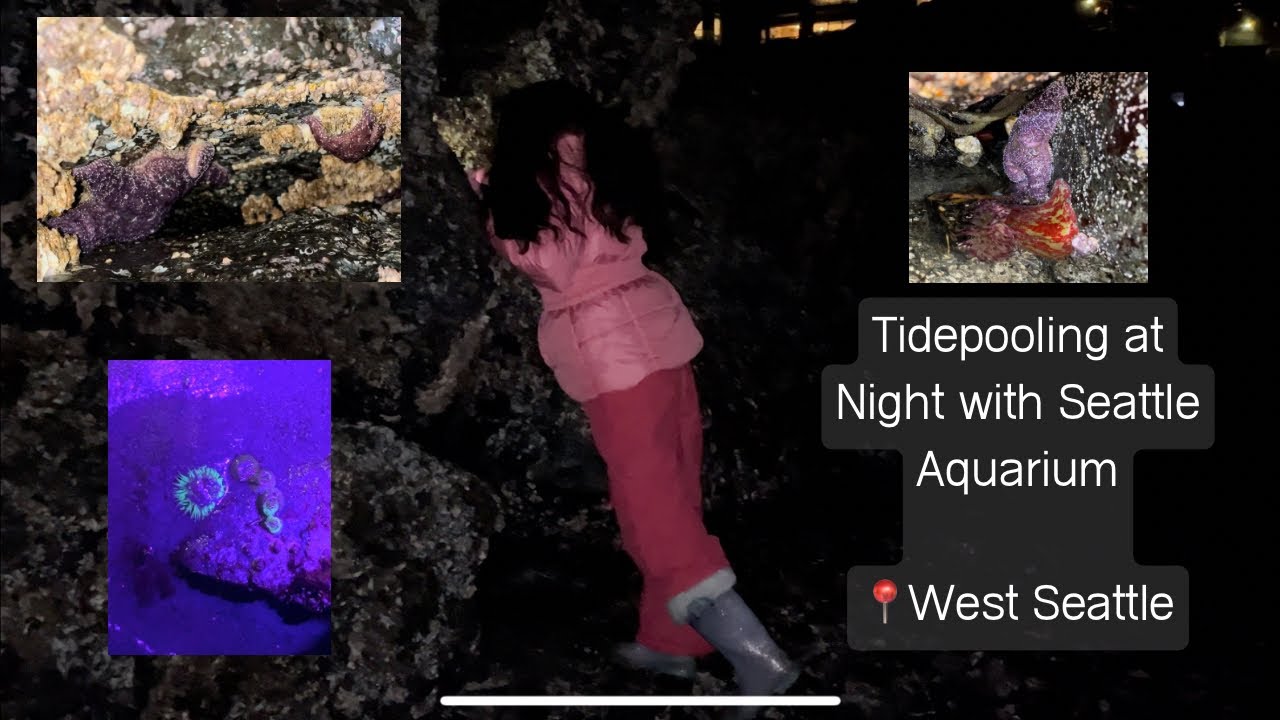 Tide Pooling at Night in West Seattle | Puget Sound