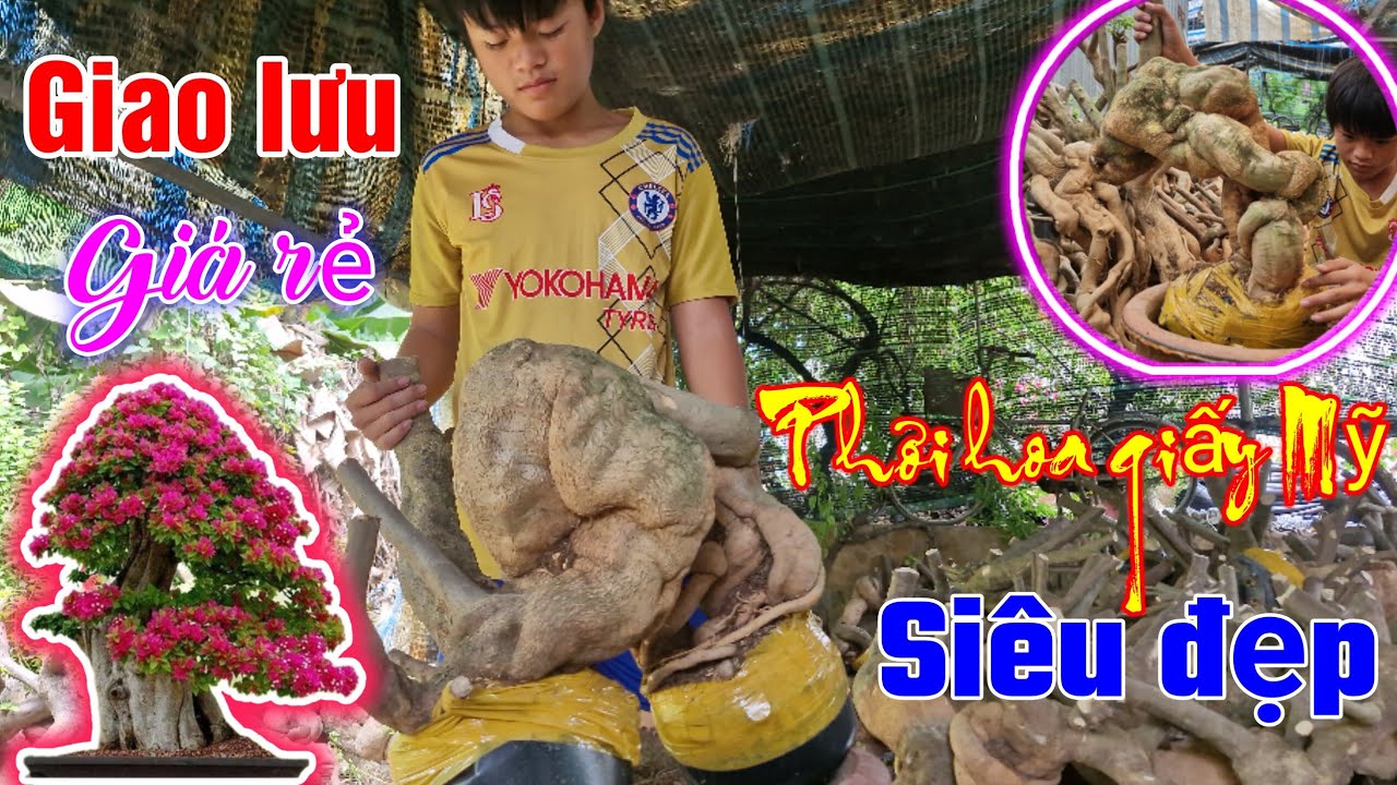 Phôi hoa giấy Mỹ dáng siêu đẹp giao lưu giá rẻ, có hàng thanh lý bao ship toàn quốc 