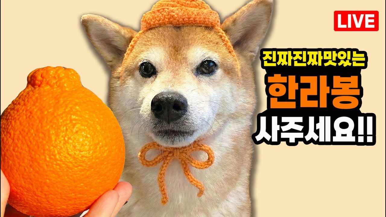 곰이가 고른 진짜 맛있는 서귀포 한라봉 사주세요