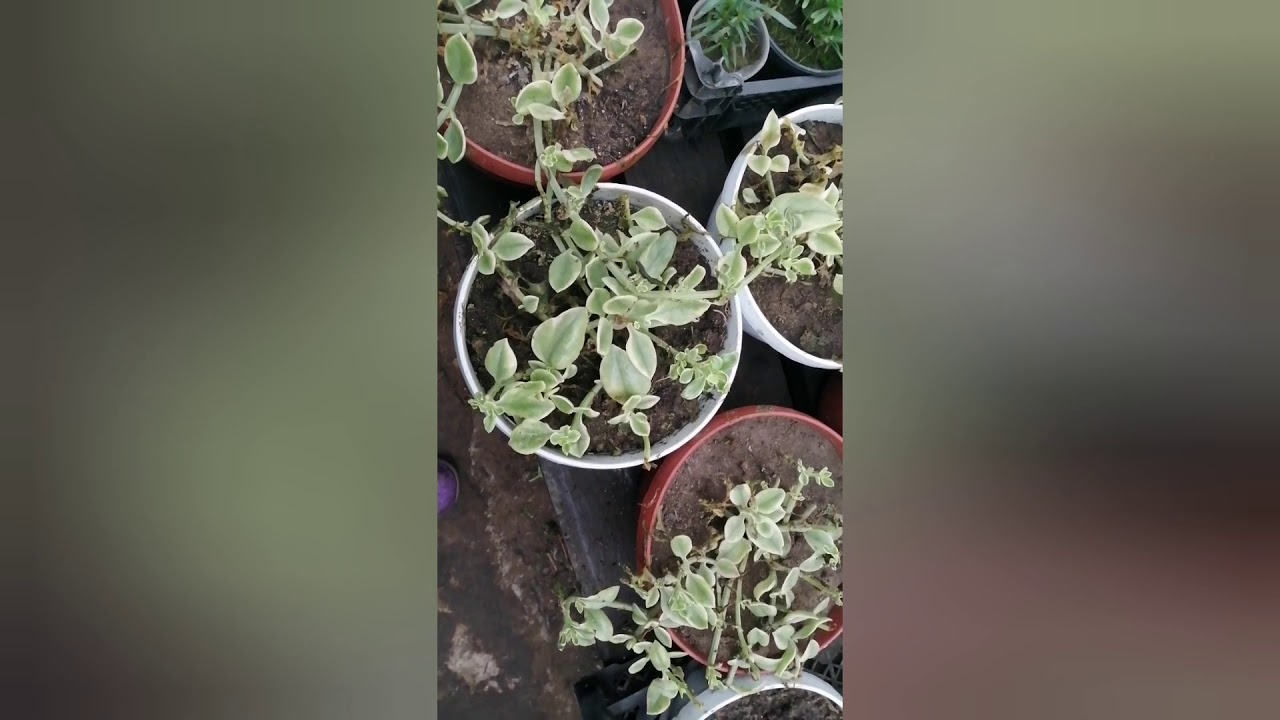 АПТЕНИЯ в теплице и в доме.🌴 Делаем выводы🍃
