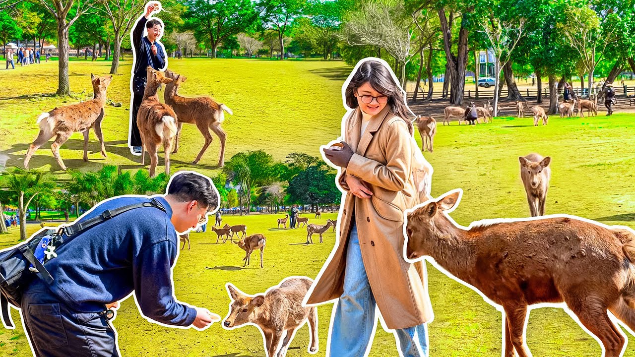 we were ATTACKED by DEERS in Japan!