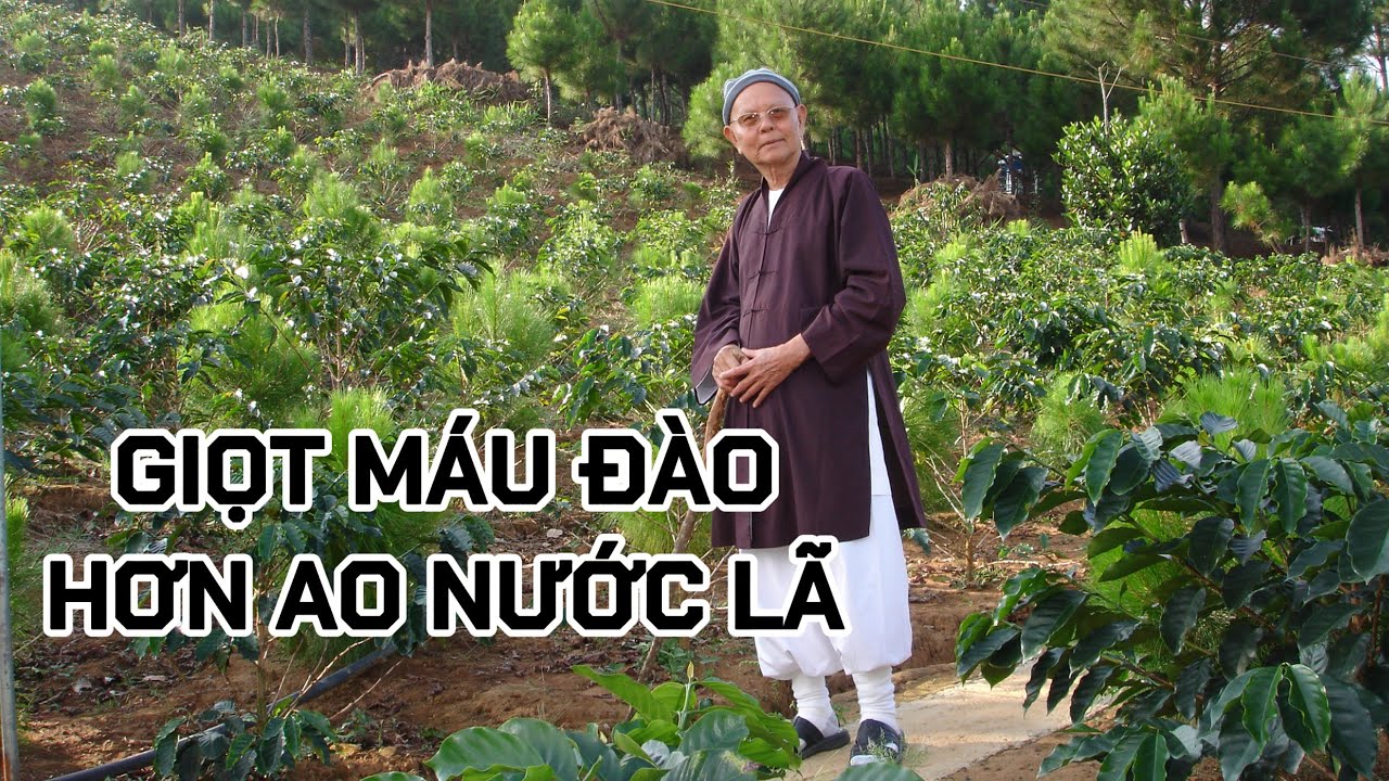GIỌT MÁU ĐÀO HƠN AO NƯỚC LÃ - HT TỪ THÔNG