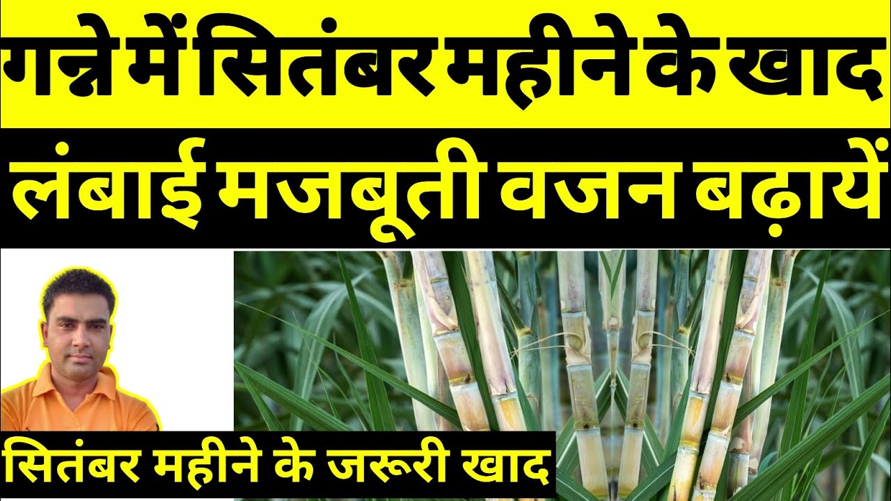 गन्ने में सितंबर महीने के जरूरी खाद । गन्ने की लंबाई मजबूती व वजन तीनों बढ़ायें । बोरोन का महत्त्व