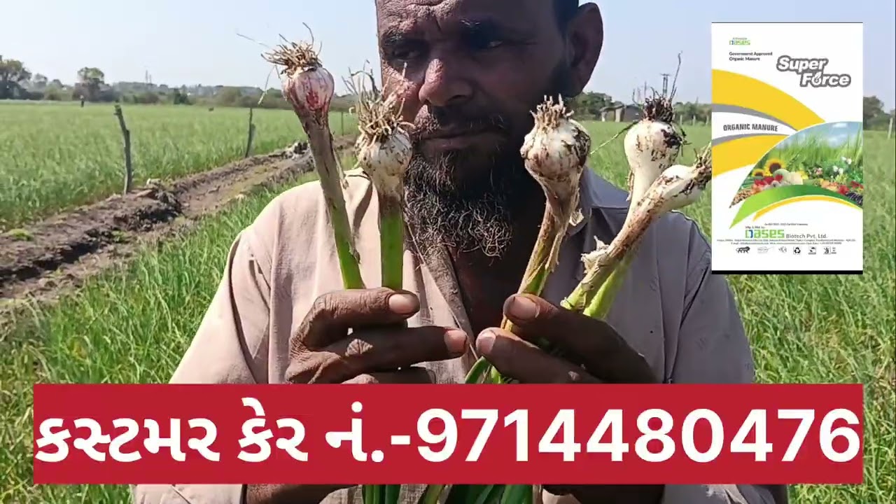 લસણ ના પાક માં જબરજસ્ત રિજલ્ટ લેવા માટે આ ખાતર નો પાયા માં ઉપયોગ કરો.... M. 9714480476