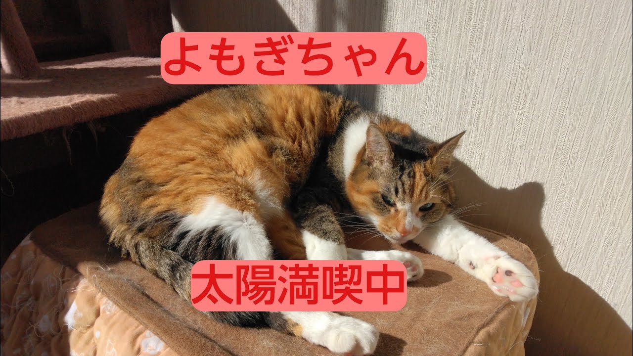 日なたぼっこするよもぎちゃん😆💕