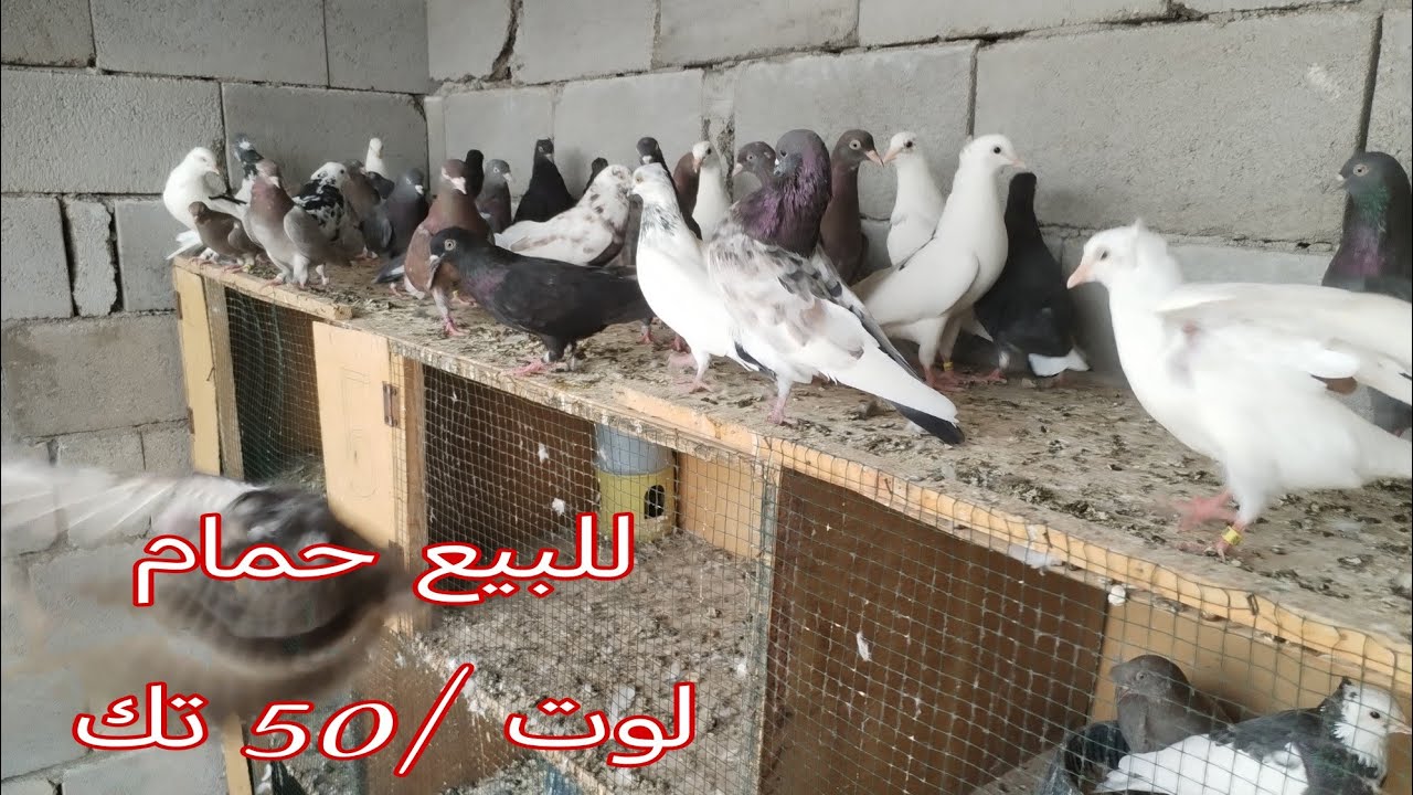 للبيع #حمام لوت