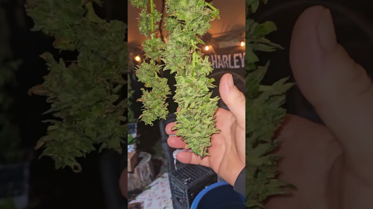 Outdoor Cannabis Harvest and take a look at my bud washing station after the Harvest. 