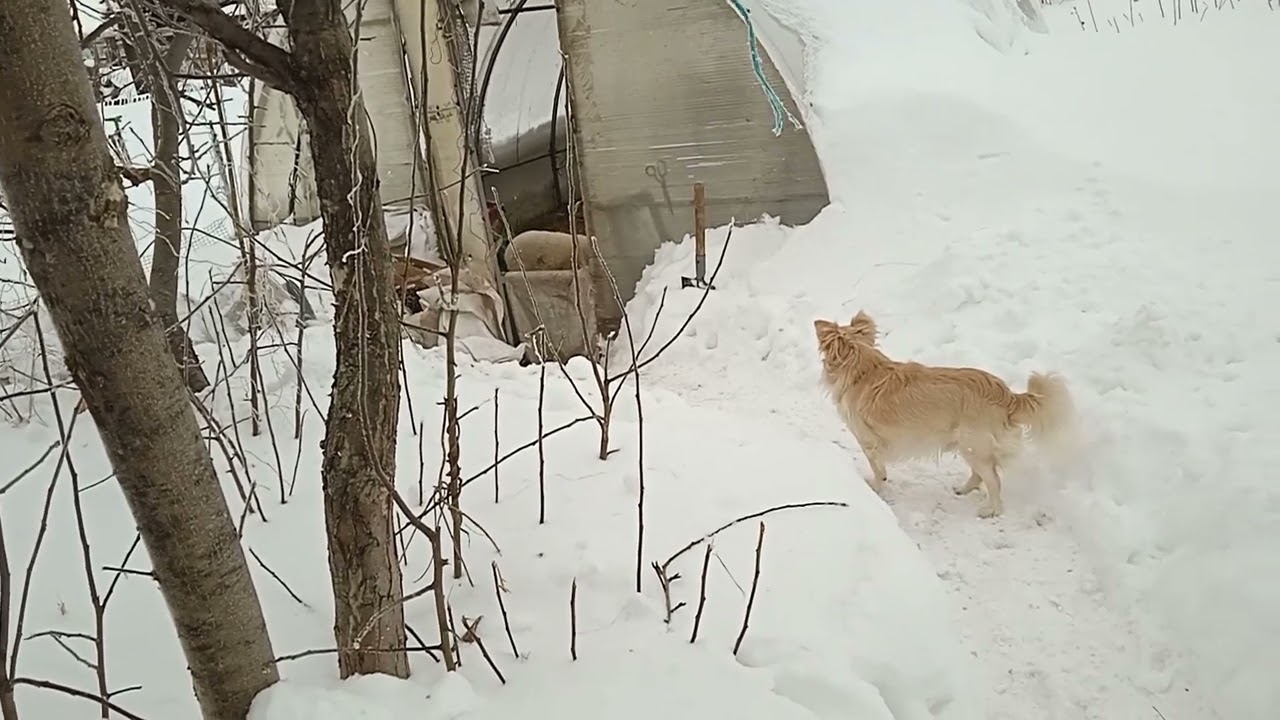 Середина марта... Прививки скоту