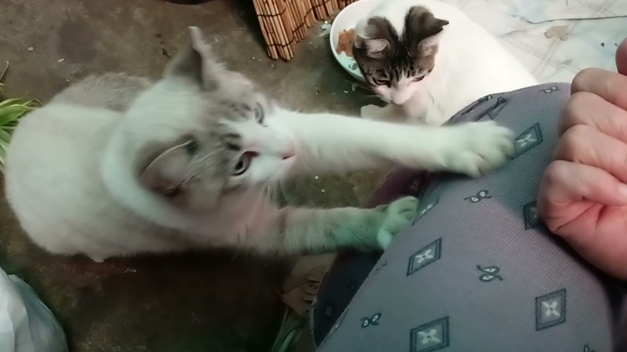 2026年2月7日 午後２時pm の猫たち