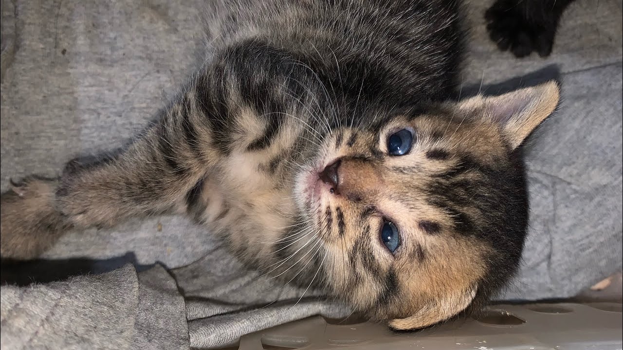 Lucunya baby cat #cat  #babycat  #baby 