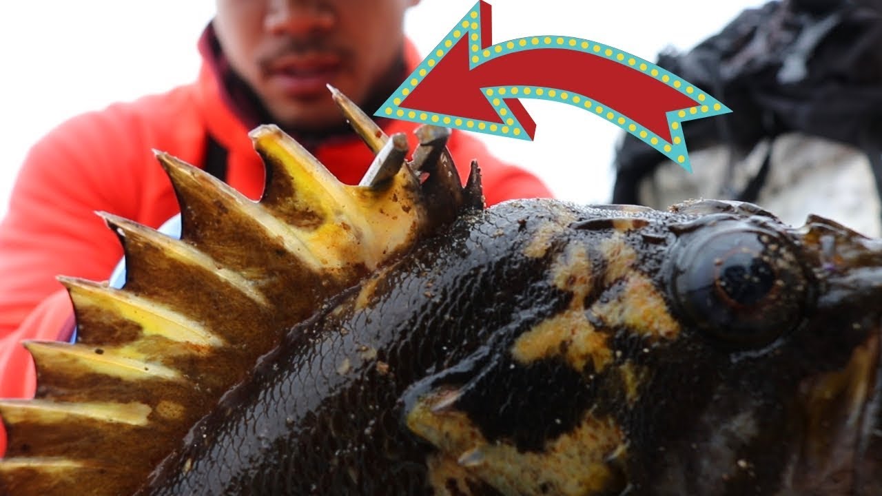 Catch and Cook: VENOMOUS Rockfish off the ROCKS