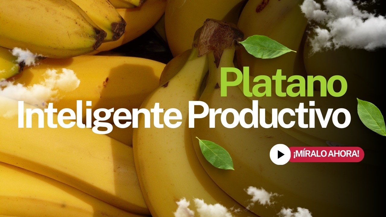 Cómo Hacer Rentable el Plátano con IA y Datos Inteligentes