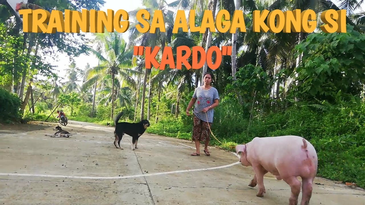 Training sa baboy naming gawing barako na si 