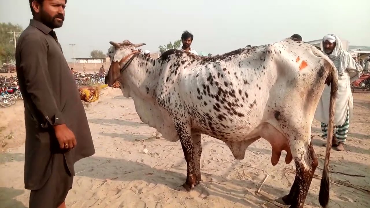 منڈی پے دودھ والی گائے کی قیمت کیا
