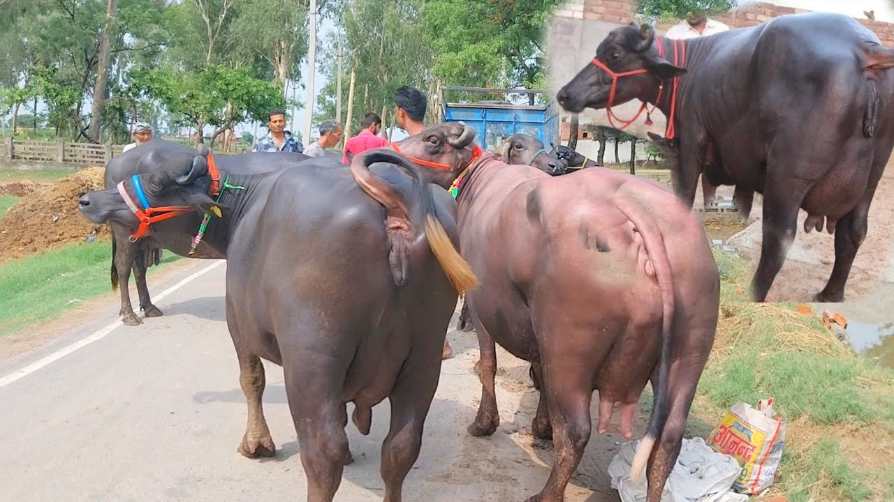 2 महीने की गाभिन 13 लीटर दूध कटरा नीचे मुर्रा हरियाणा झज्जर की मुर्रा भैंस#trending #viralreels