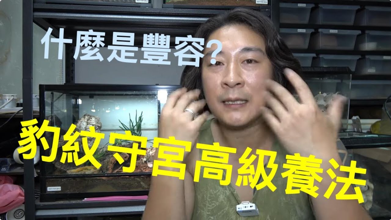 《香港爬道》豹紋守宮高級飼養，什麼是豐榮？