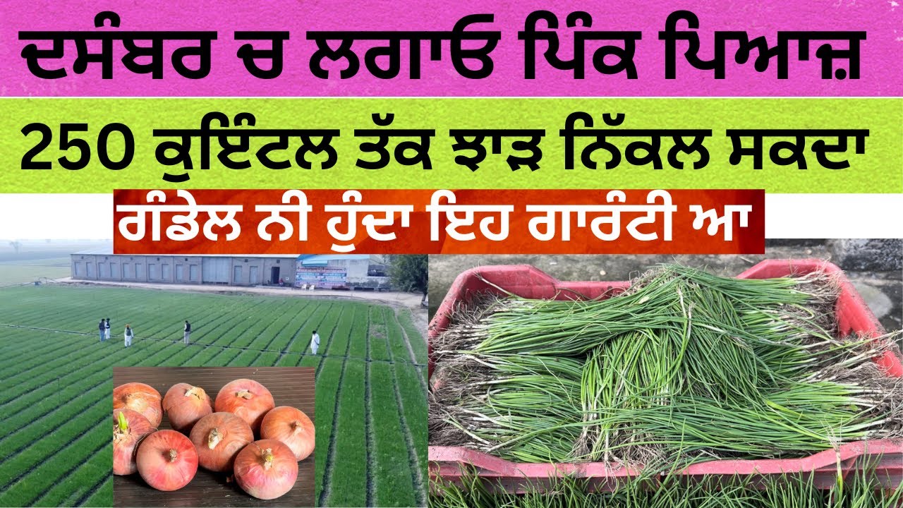 ਪਿਆਜ ਦੀ ਖੇਤੀ ਪਿਆਜ਼ ਦੀ ਪਨੀਰੀ ਤਿਆਰ ਆ onion nursery onion farming techniques in  punjab India