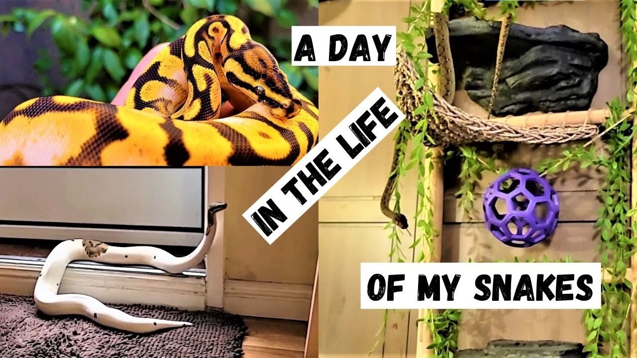 My Snakes: A Day In The Life