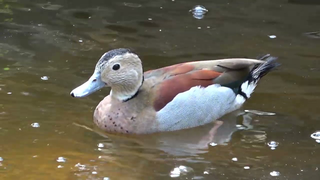 Ringed Teal