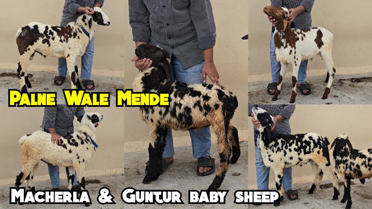Khubsurat bakre available in Hyderabad | palne wale mende macherla & Guntur baby sheeps in Hyderabad