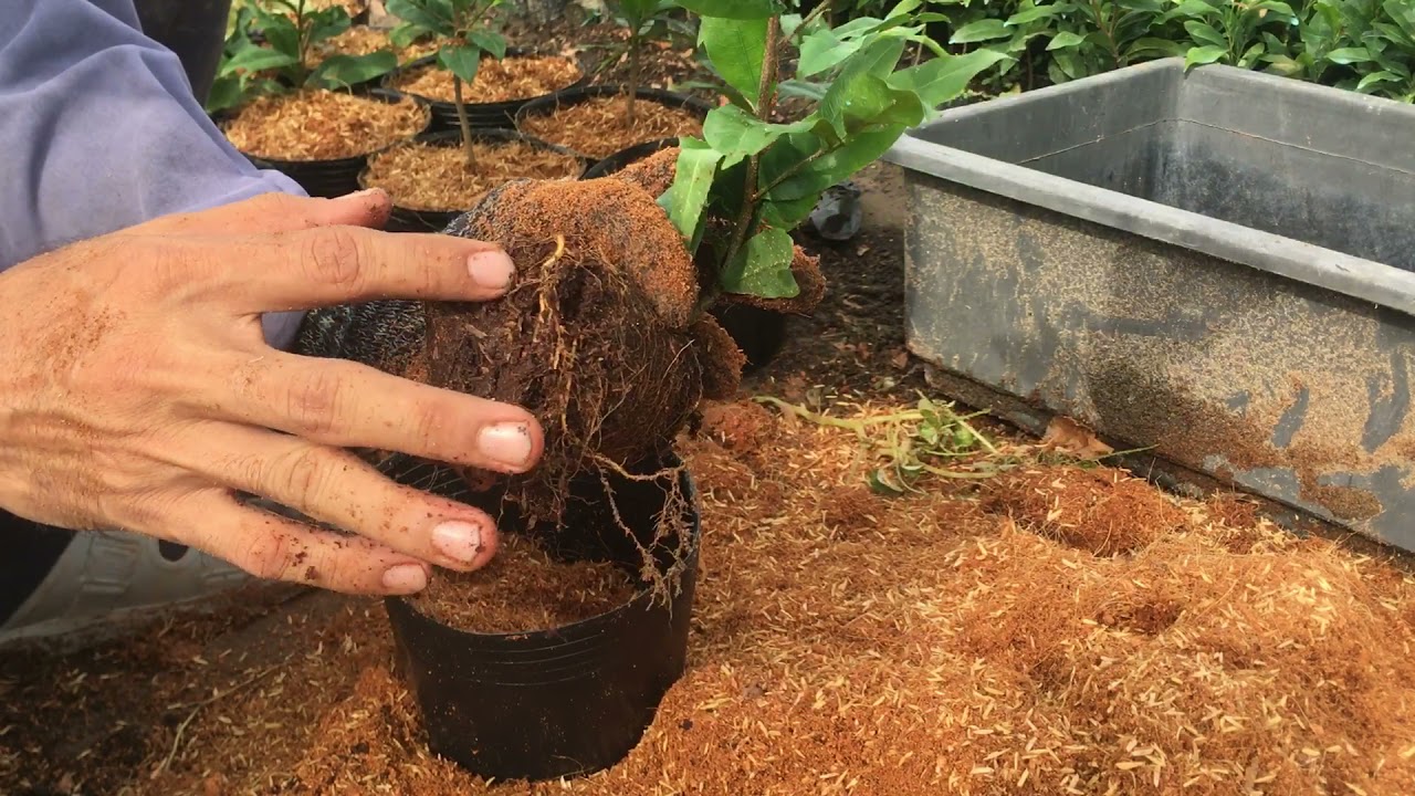 Cách trồng mai hình thú đế nôm cực đơn giản và rẻ tiền mà ai cũng làm được- 0948357113