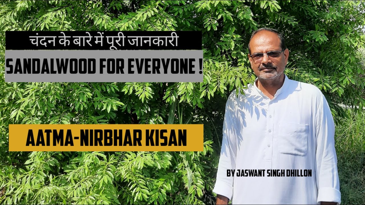 SANDALWOOD FARMING ep1-The Gift for GeNext/Everything You Need To Know/चंदन के बारे में पूरी जानकारी