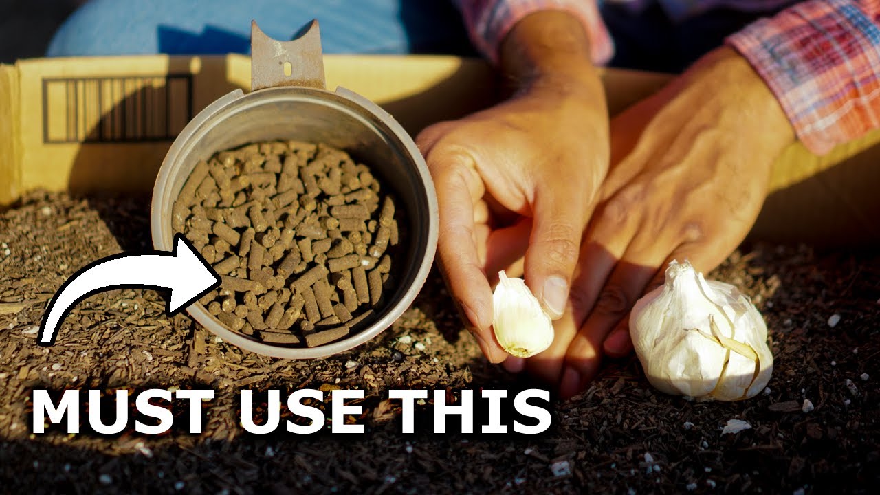 AVOID These Garlic Growing Mistakes