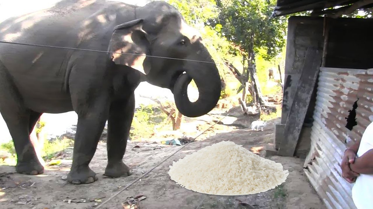 A wild elephant comes to a village house and asks for rice and eats it| Amazing intelligent elephant