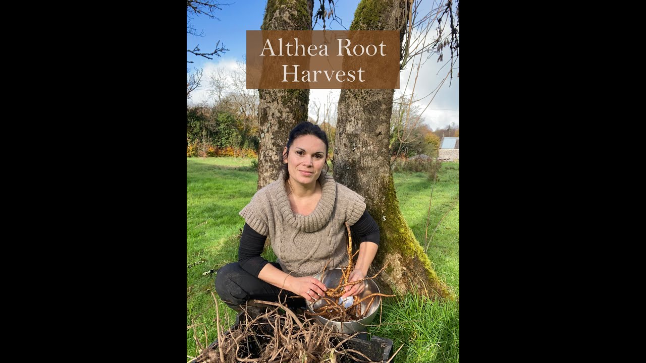 Althea root harvest from the Ivywood Garden