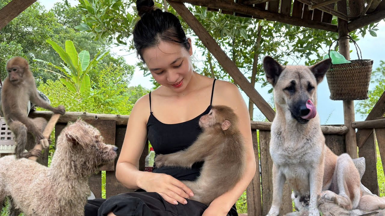 The Lonely Life of a Country Girl.The joy of Finding a Long lost Companion.Dog and Monkey com Lovely