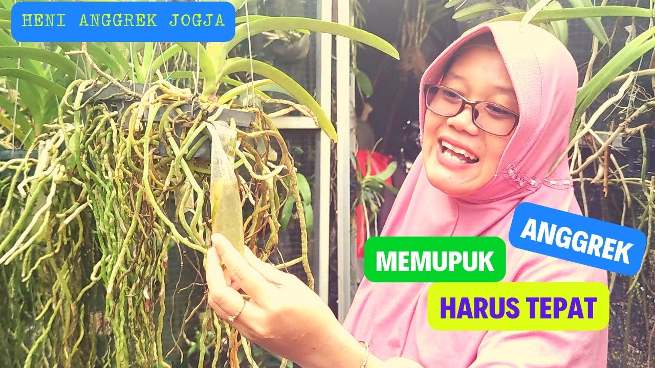 CARA PEMUPUKAN ANGGREK JANGAN SALAH, AGAR CEPAT BERBUNGA.