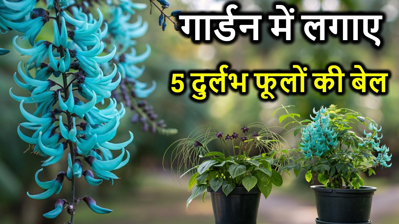 5 अनोखी और दुर्लभ फूलों वाली बेलें 🌿 जो आपके गार्डन को जादुई बना देंगी!
