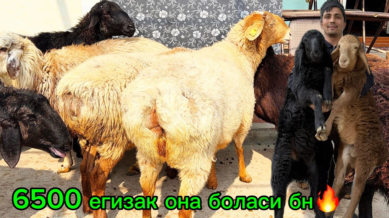 3300 дан барра🔥Егизак она бола 6500 💰қўқон