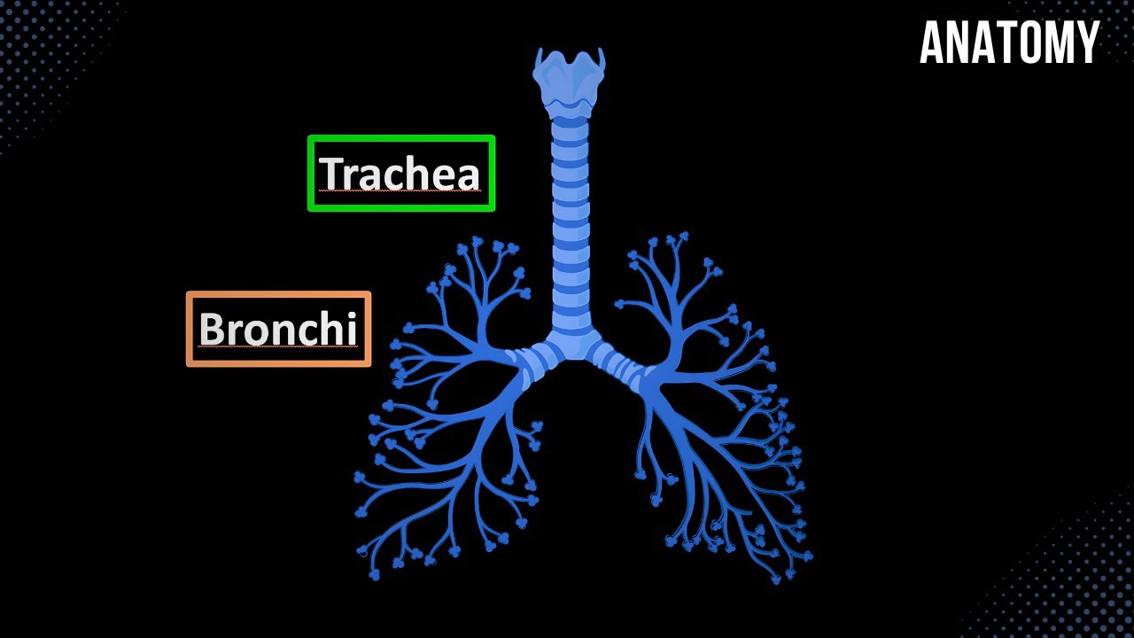 Trachea, Bronchial Tree and Alveolar Tree (Parts, Structures and Walls) - Anatomy
