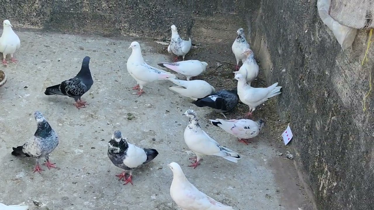 100 Day long video challenge Day-21