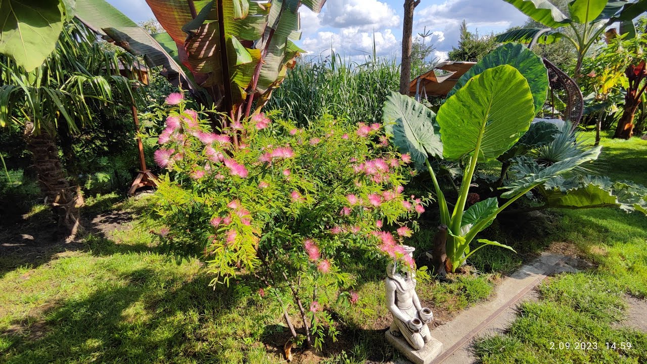 Krzew Calliandra, kt&oacute;ry kwitnie kilka razy w roku. Nie albizia 🌱 Nie świeci w nocy, kłamstwo 👍 8k