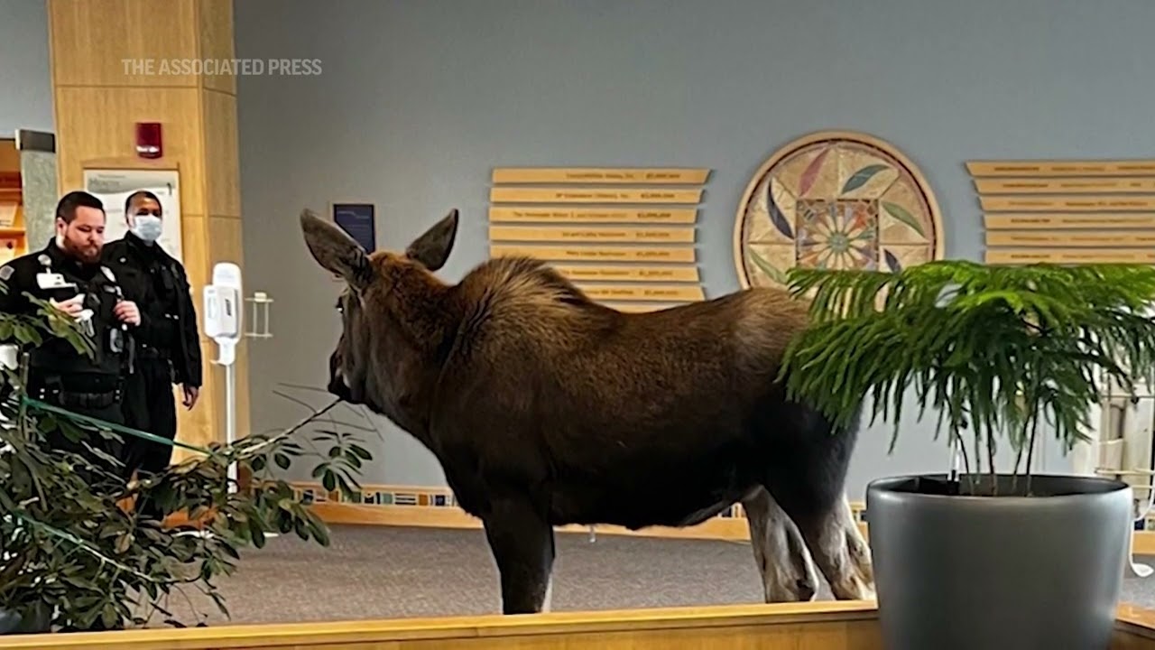 Moose wanders into Alaska hospital