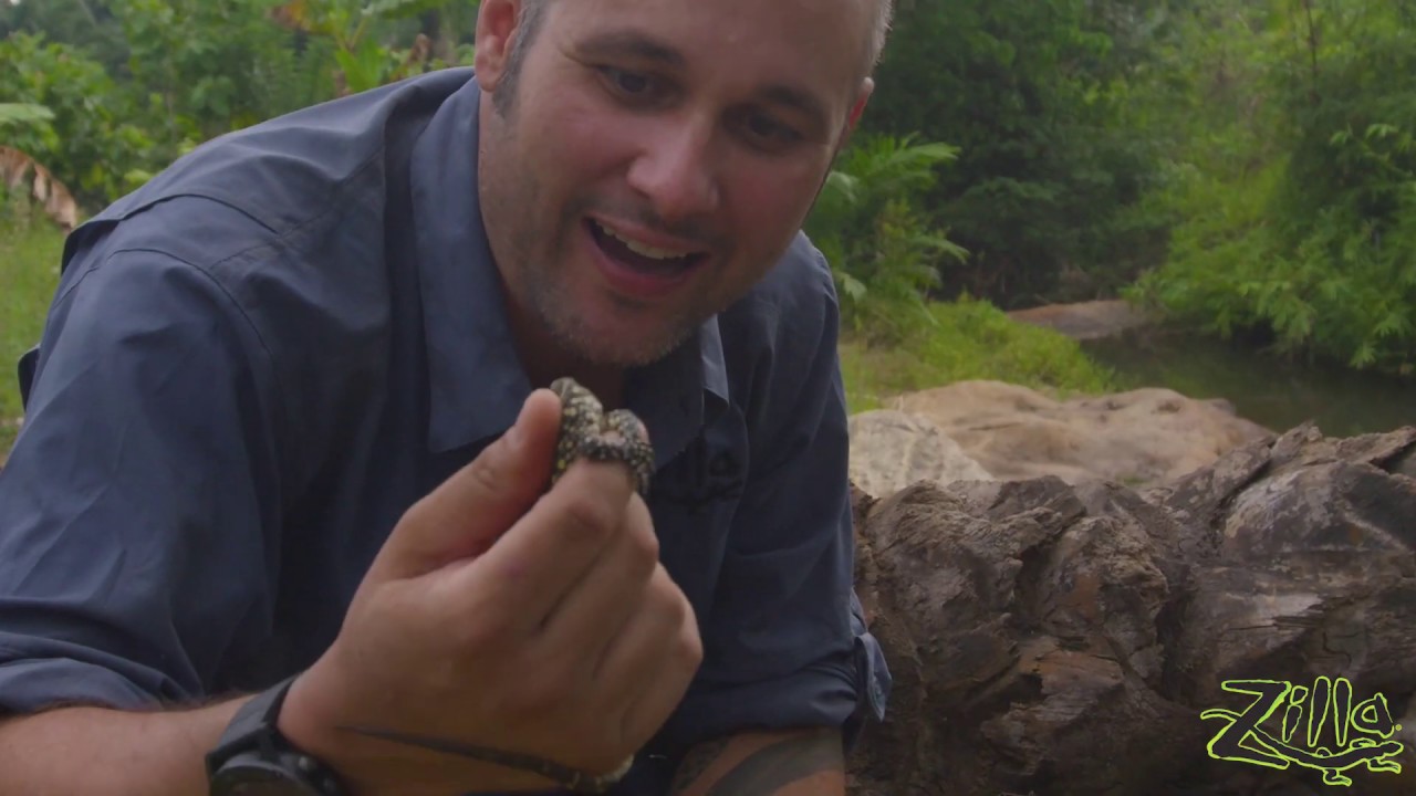 Nile Monitor: Zilla Beyond the Glass -- Season 2, Episode 4